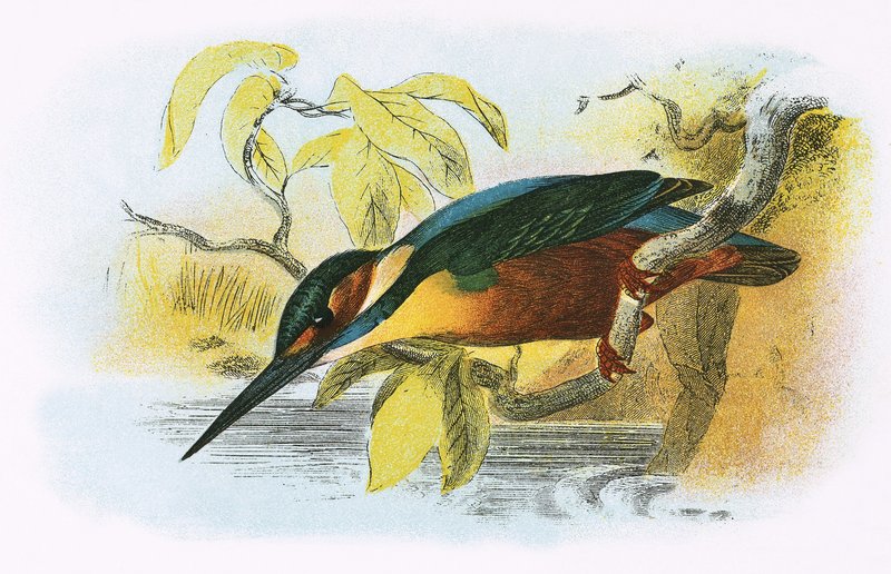 Kingfisher by English School