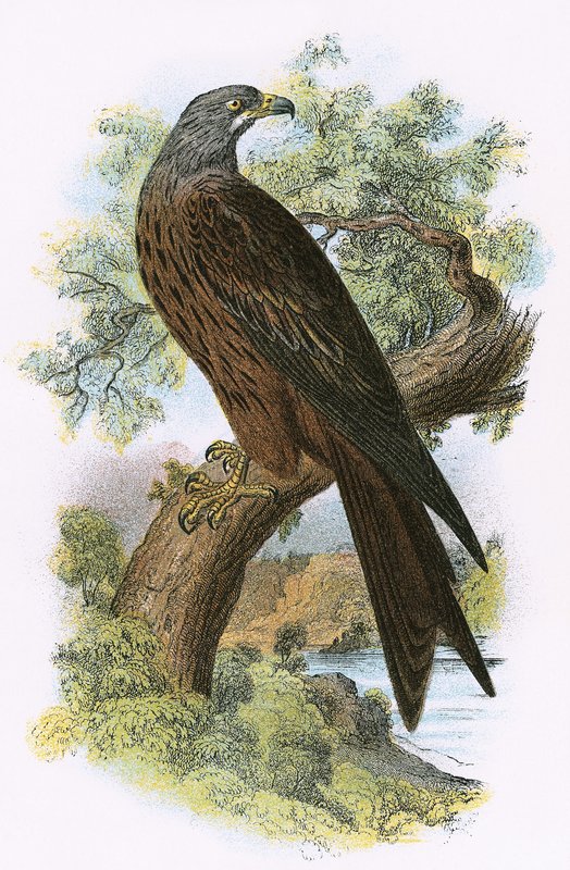 Kite by English School