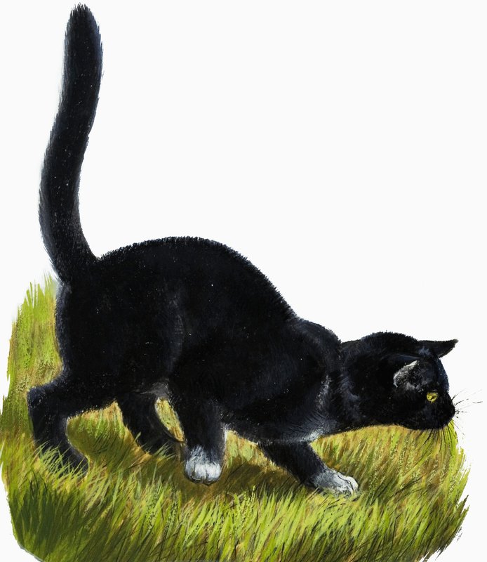 Kitten by English School