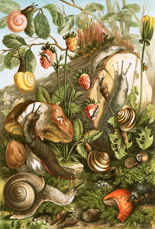 Land Molluscs by English School