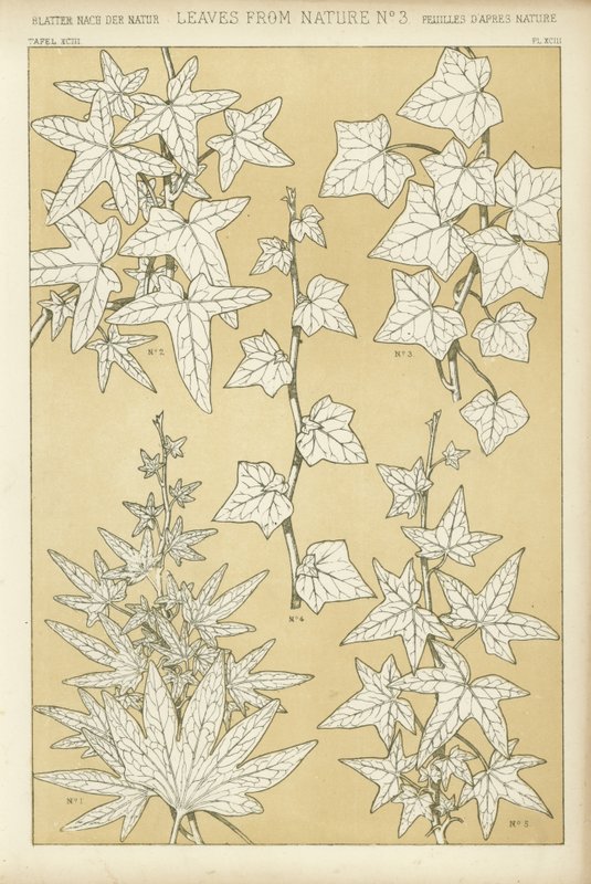 Leaves from Nature by English School