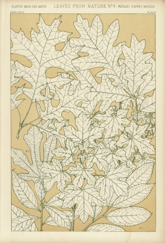 Leaves from Nature by English School