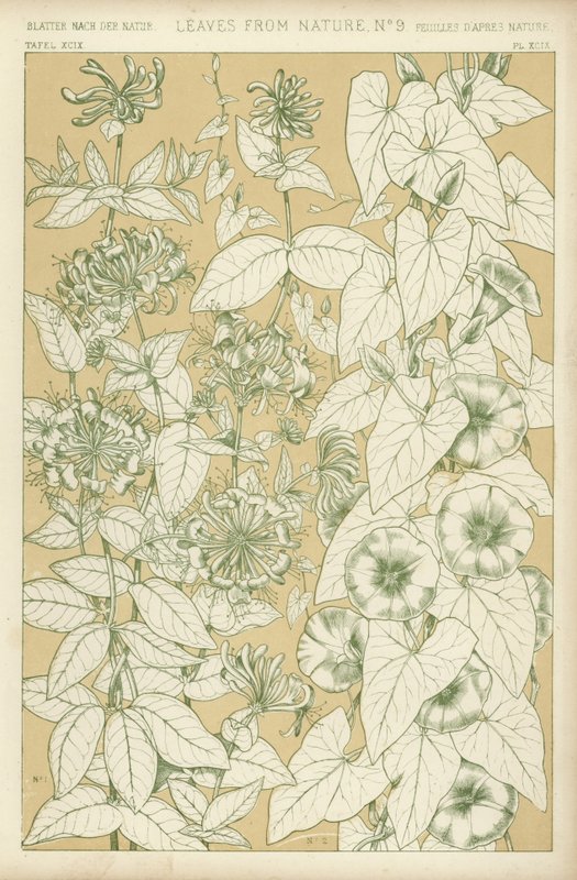 Leaves from Nature by English School