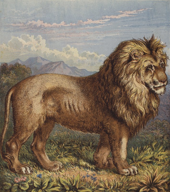 Lion by English School