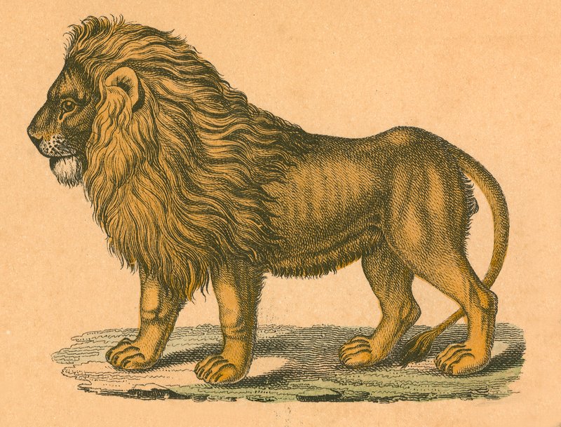 Lion by English School