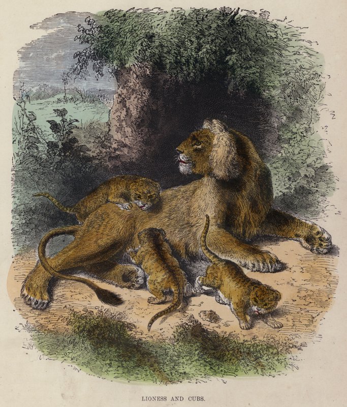 Lioness and Cubs by English School