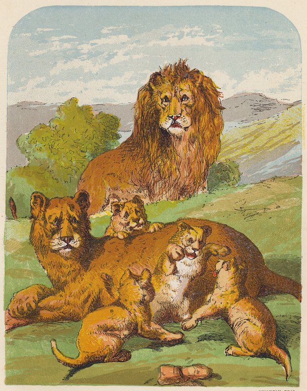 Lions by English School