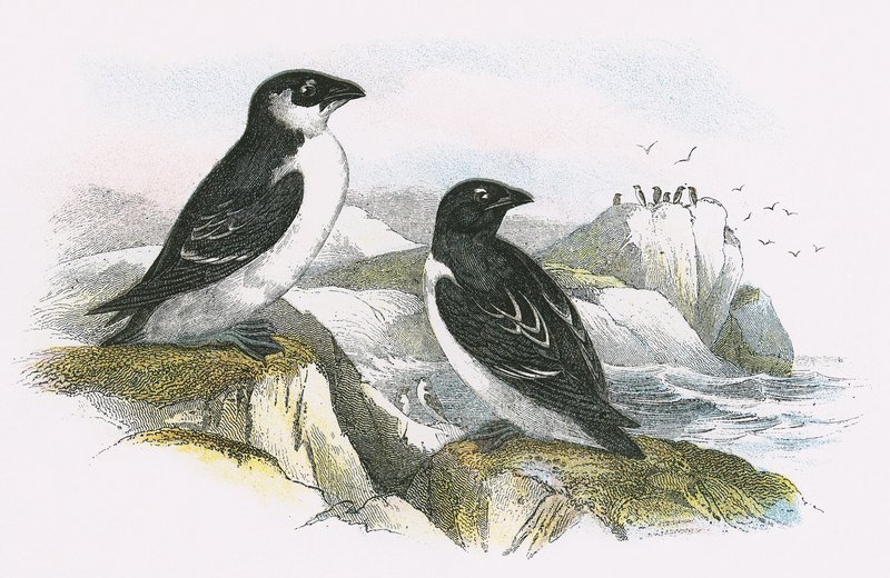 Little Auk by English School