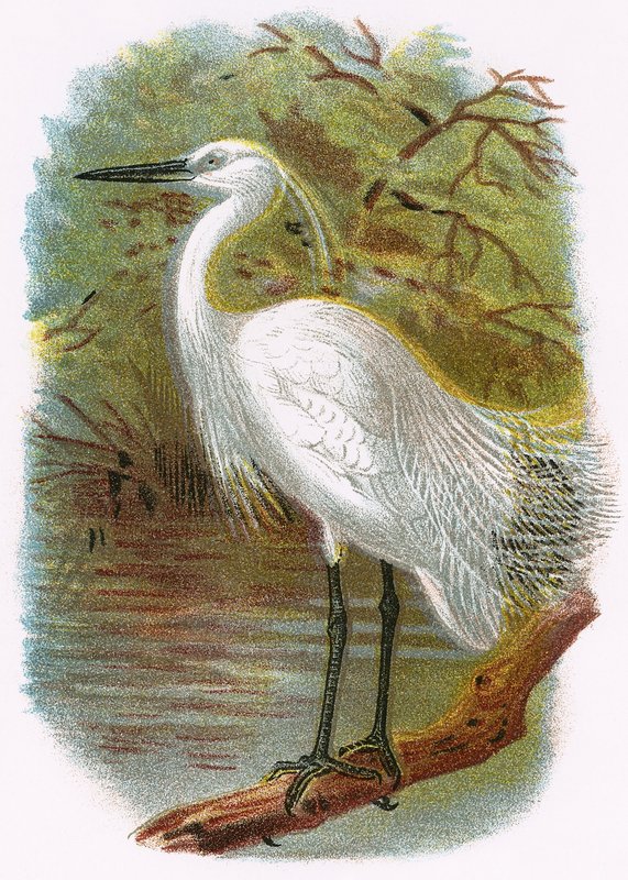 Little Egret by English School