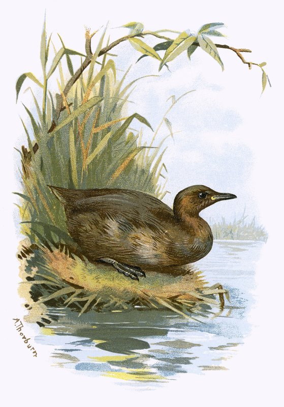 Little Grebe by English School