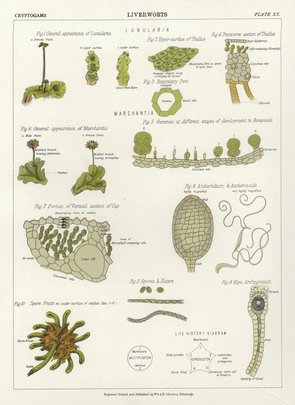 Liverworts by English School