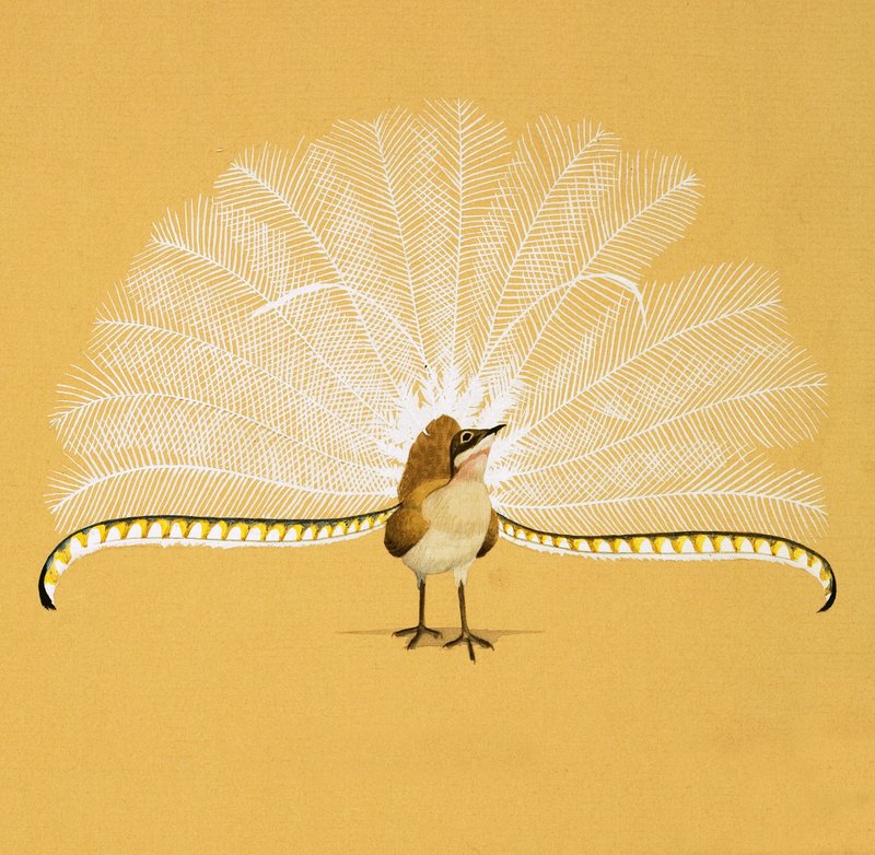 Lyre Bird by English School
