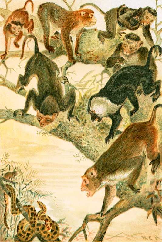 Macaques by English School