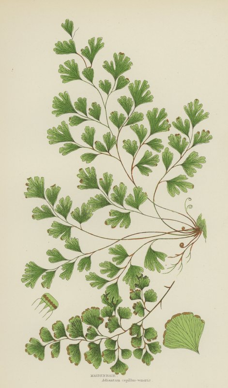 Maidenhair by English School