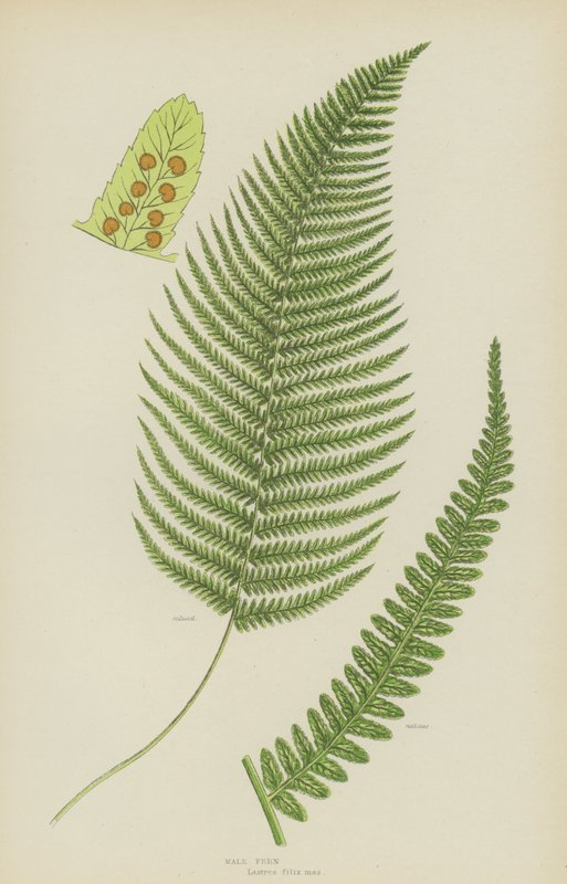Male Fern by English School