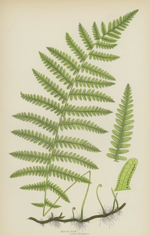 Marsh Fern by English School