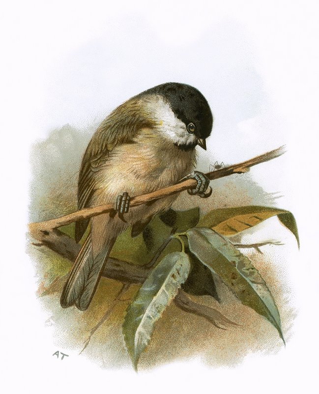 Marsh Tit by English School
