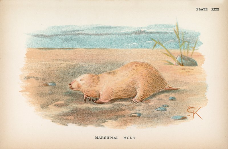 Marsupial Mole by English School