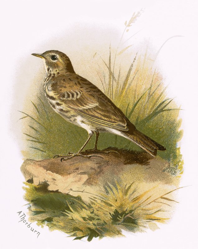 Meadow Pipit by English School