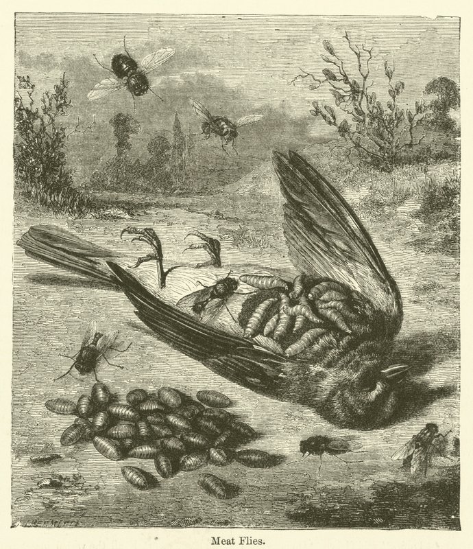 Meat Flies by English School