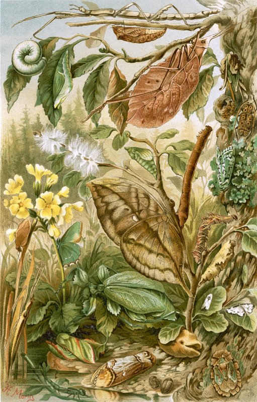 Mimicry in Insects by English School