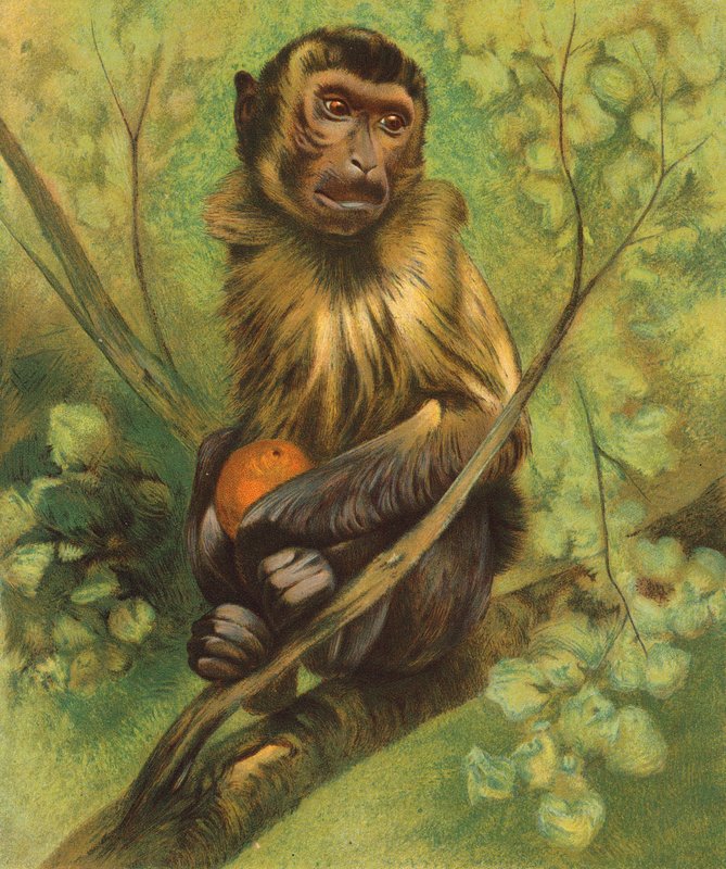 Monkey by English School