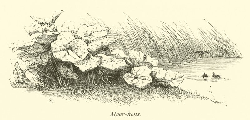 Moor-hens by English School