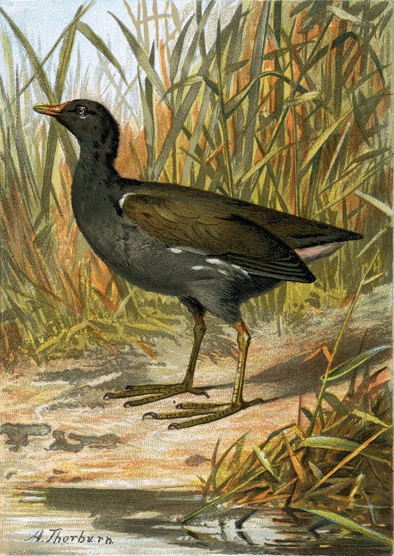 Moorhen by English School