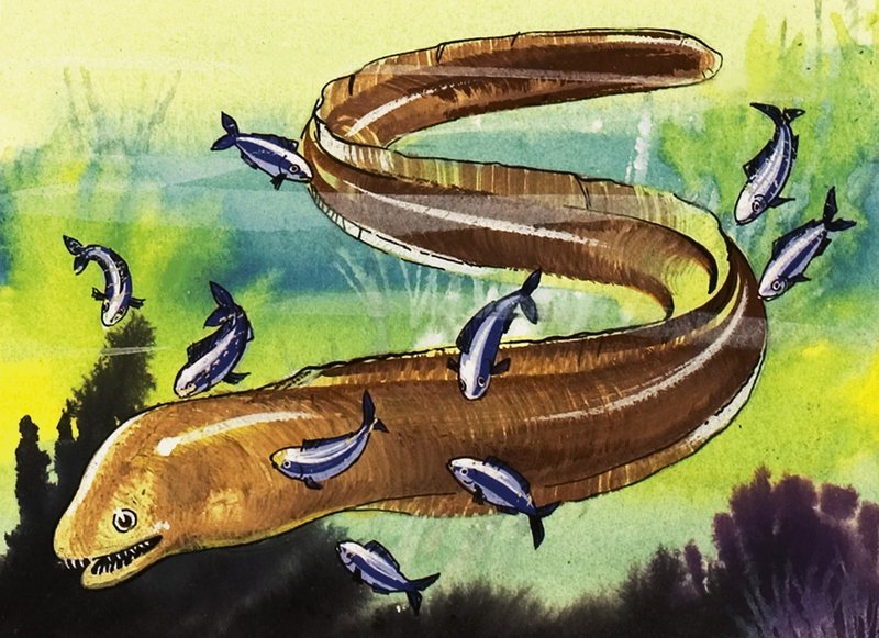 Moray Eel by English School