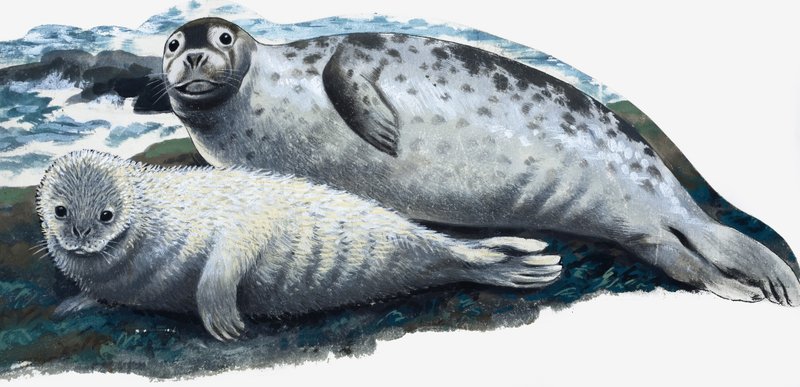 Mother and Baby Seal by English School
