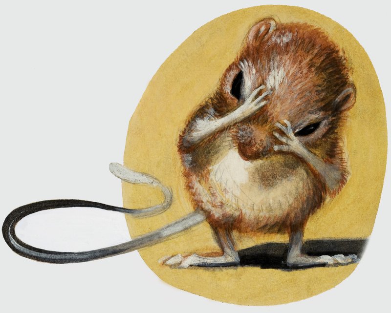 Mouse by English School