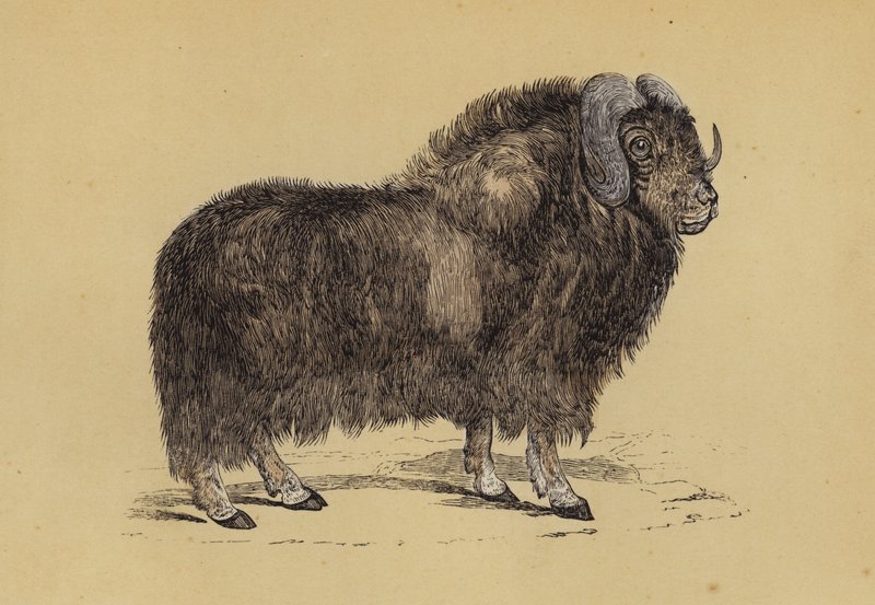 Musk Ox by English School