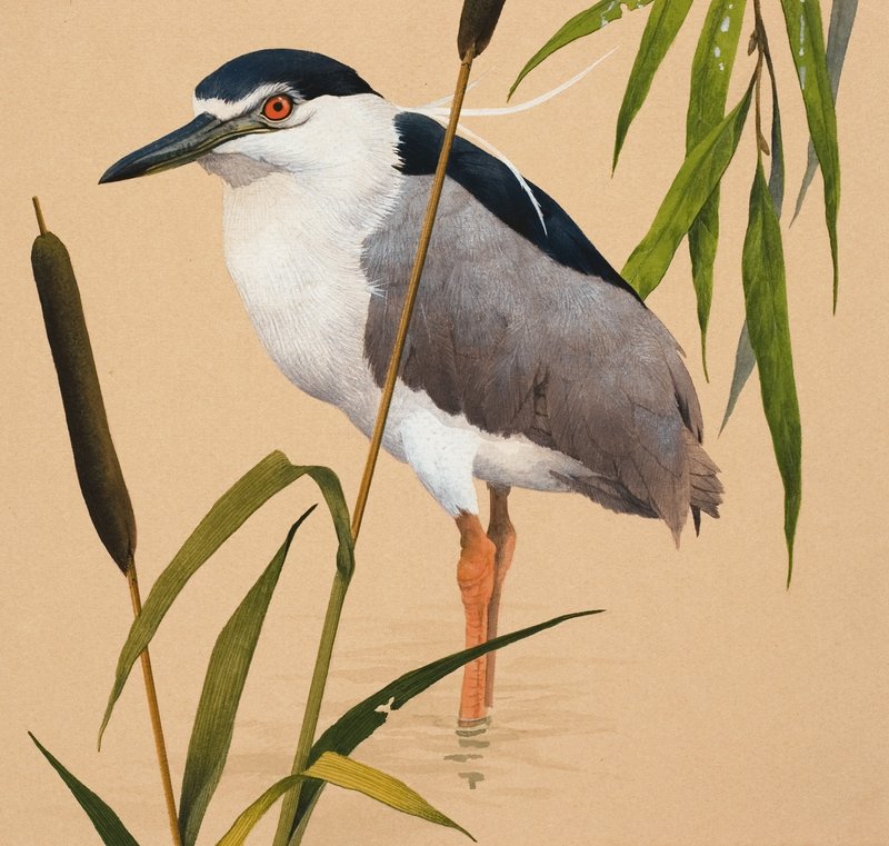 Night Heron by English School