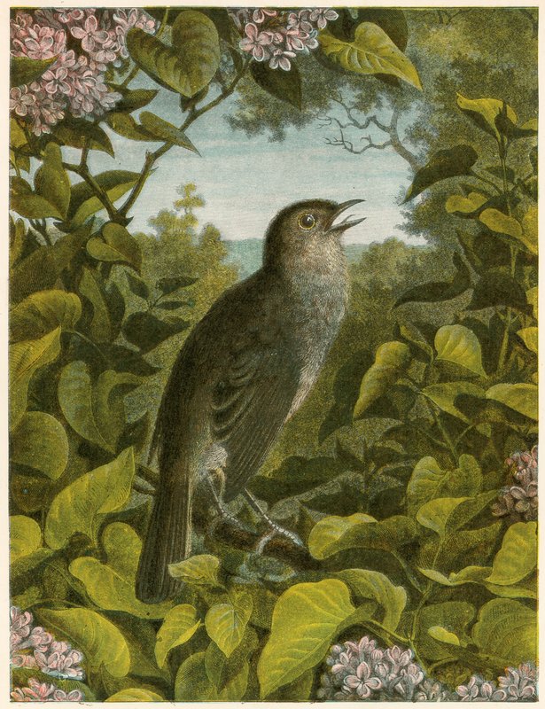 Nightingale by English School