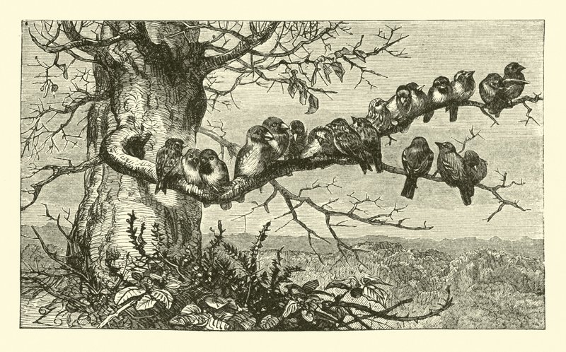 Nineteen Birds by English School