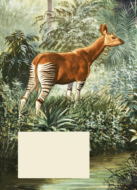 Okapi by English School