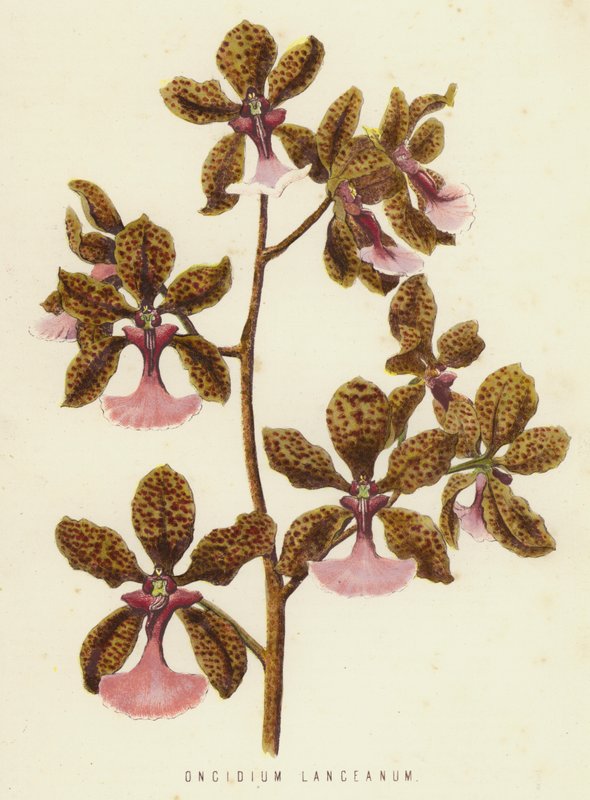 Oncidium Lanceanum by English School