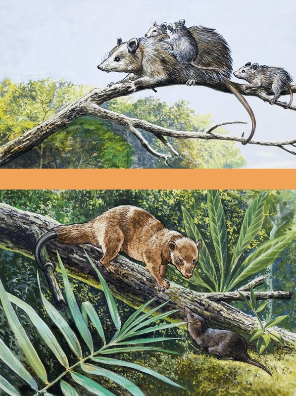 Opossums by English School