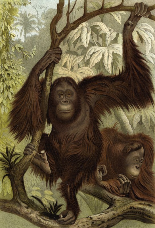 Orangutan by English School
