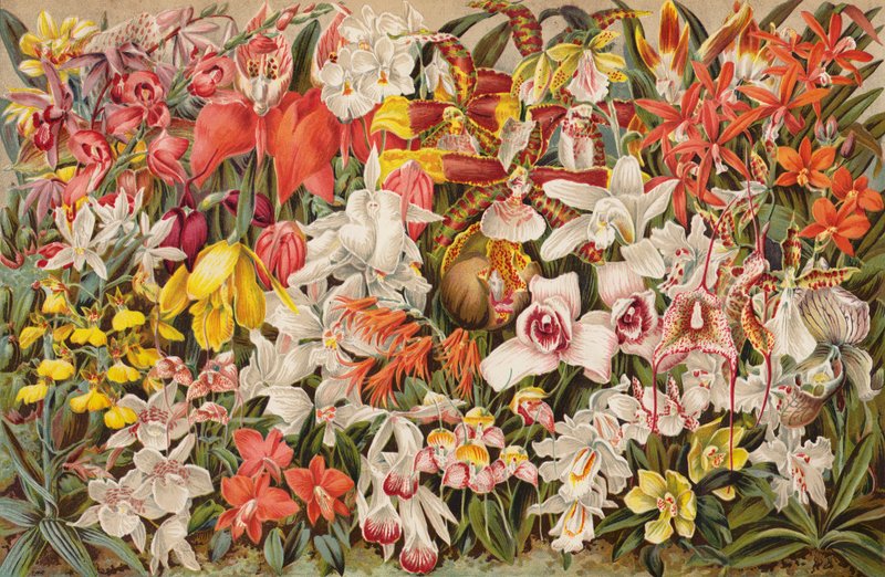 Orchid house by English School