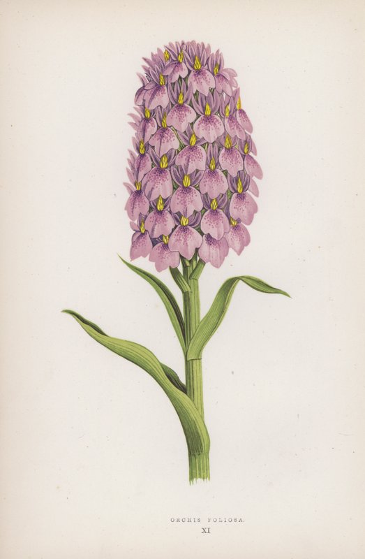 Orchis Foliosa by English School