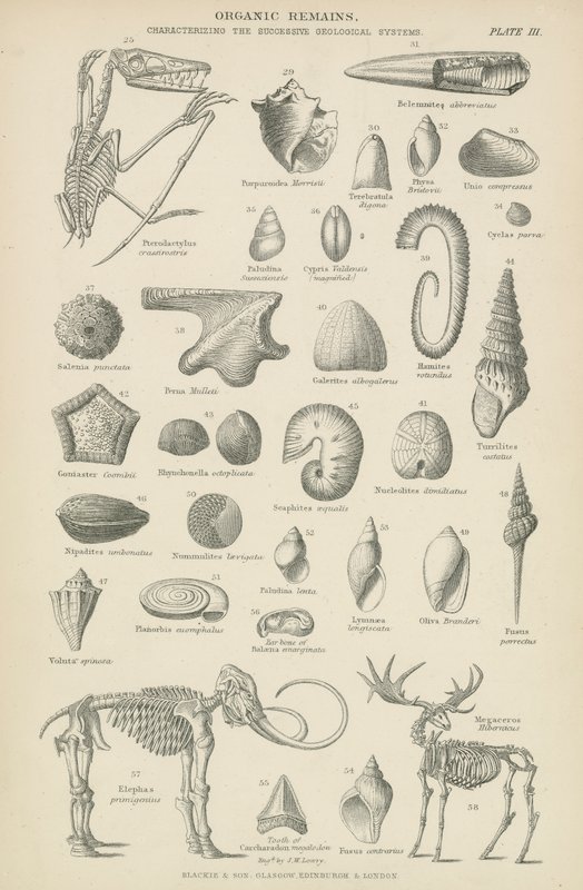 Organic remains by English School