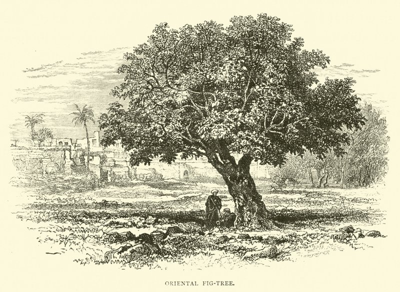 Oriental Fig-Tree by English School