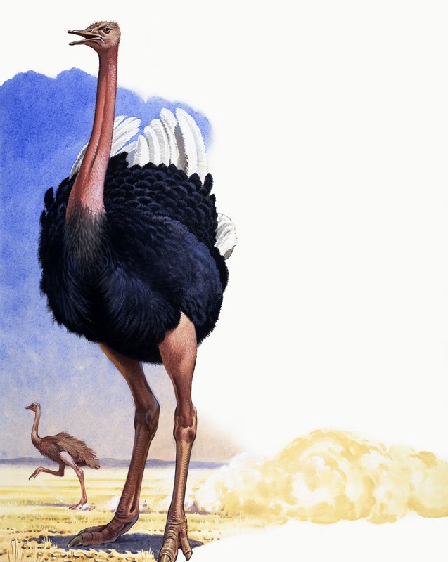 Ostrich by English School