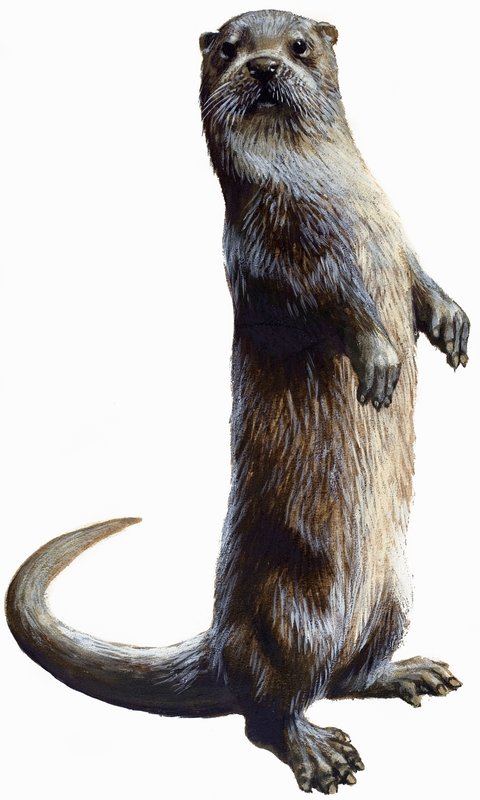 Otter by English School