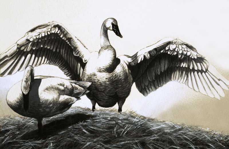 Pair of Swans by English School