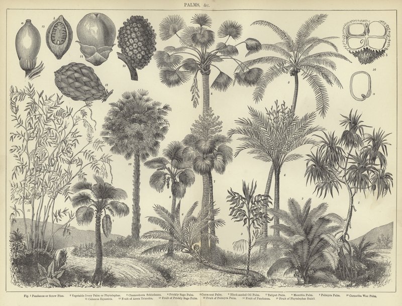 Palms by English School