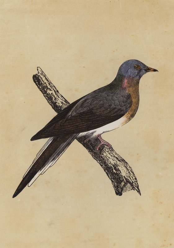 Passenger Pigeon by English School