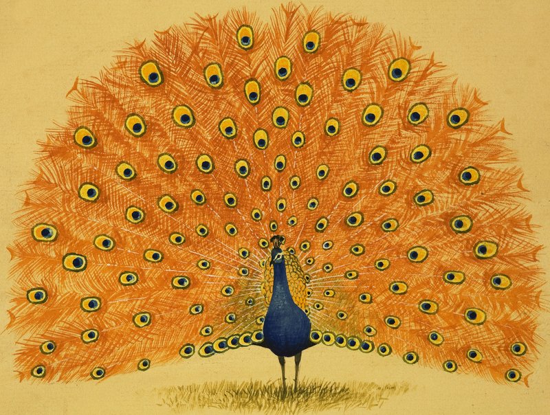 Peacock by English School