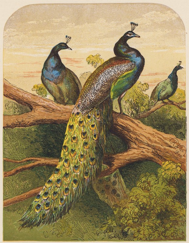 Peacocks by English School